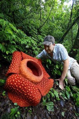 The Origin of the Rafflesia: A Tale About Love, Sacrifice, and Giant Corpse Flowers?